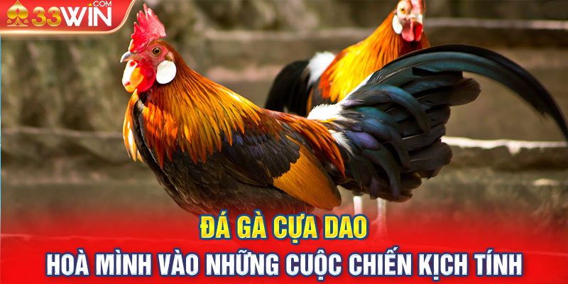 Đá Gà Cựa Dao - Hoà Mình Vào Những Cuộc Chiến Kịch Tính