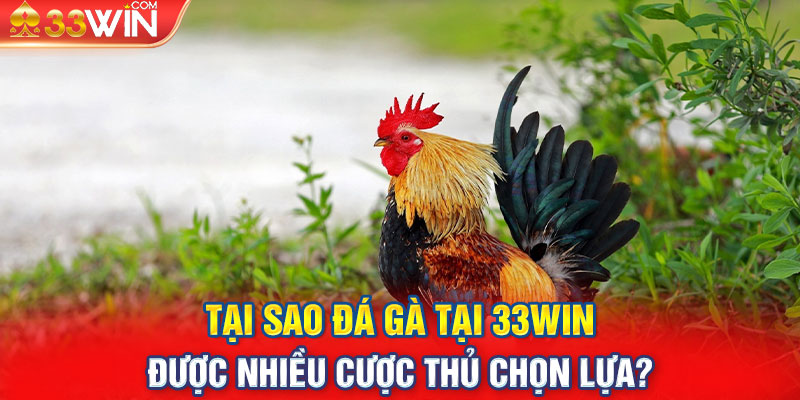 Tại sao Đá Gà tại 33WIN được nhiều cược thủ chọn lựa?