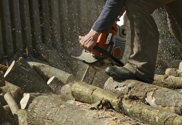 Tree Removal Service Mobile with Affordable Tree Solutions