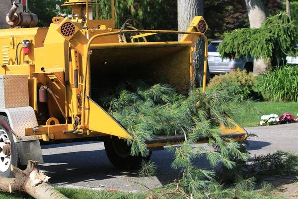 Local Tree Service You Can Count On Anytime
