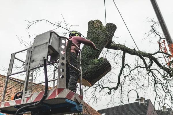 How Professional Tree Removal Improves Property Safety